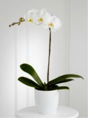 White Orchid Planter us 107